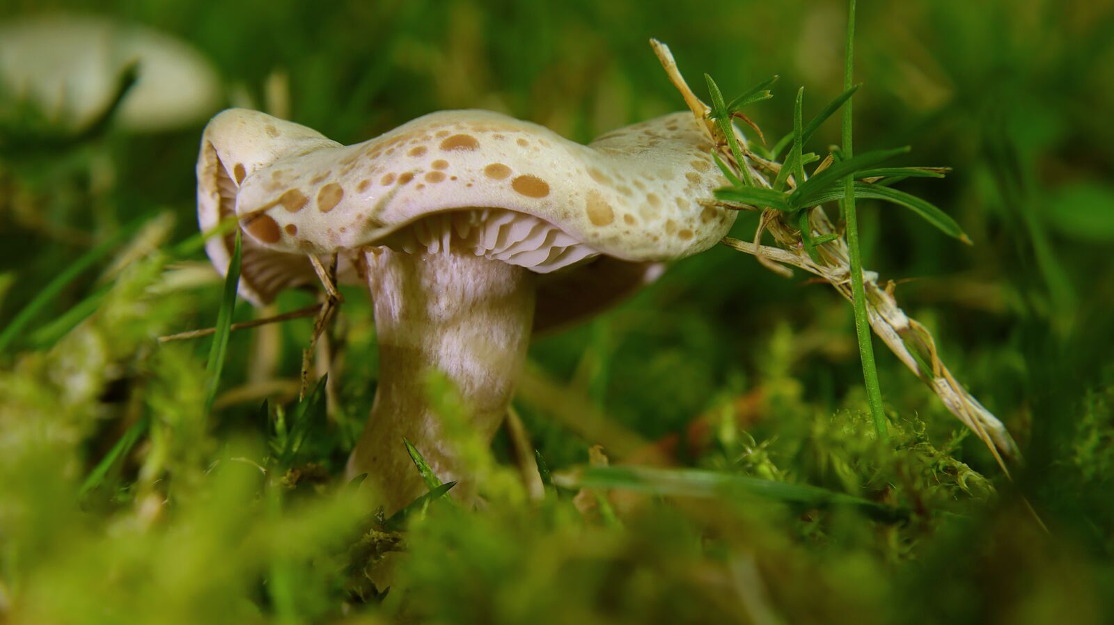 Canon EF-M 15-45mm F3.5-6.3 IS STM sample photo. Mushroom, close up, forest photography
