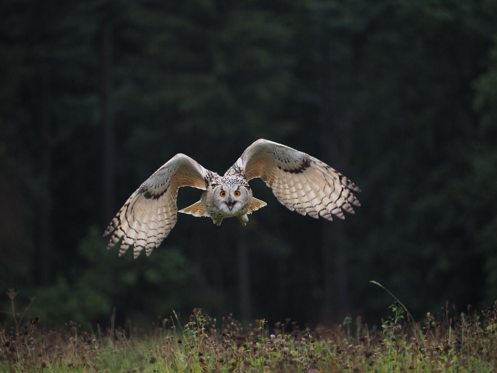 Olympus OM-D E-M1 Mark II + Olympus M.Zuiko Digital ED 40-150mm F2.8 Pro sample photo. Bird, animal, owl photography