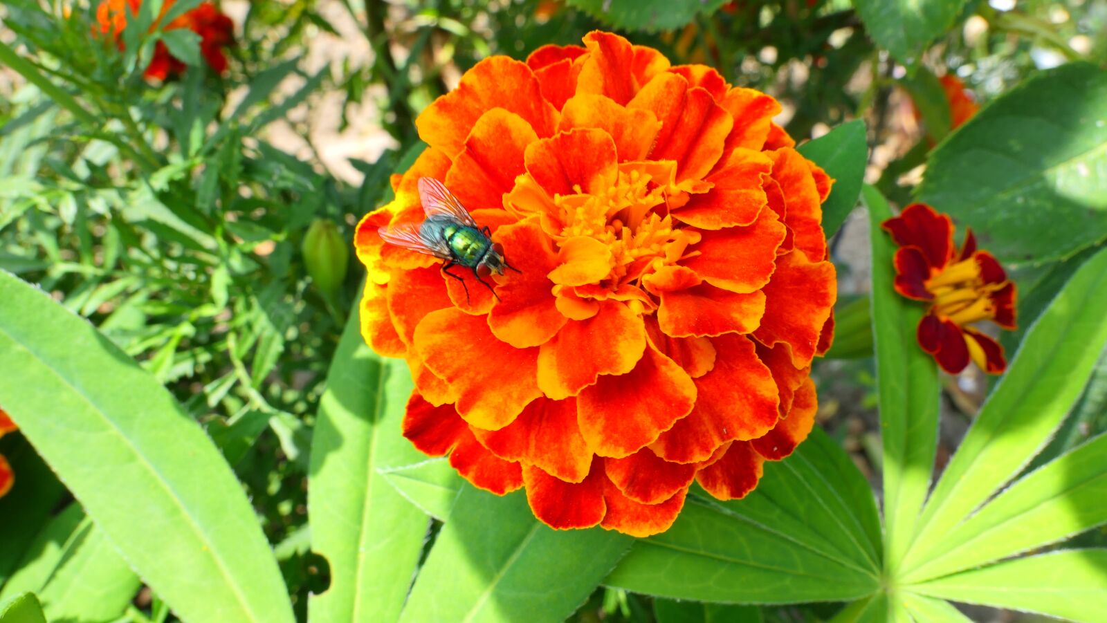 Panasonic Lumix DMC-LX10 (Lumix DMC-LX15) sample photo. Marigold, flower, summer photography