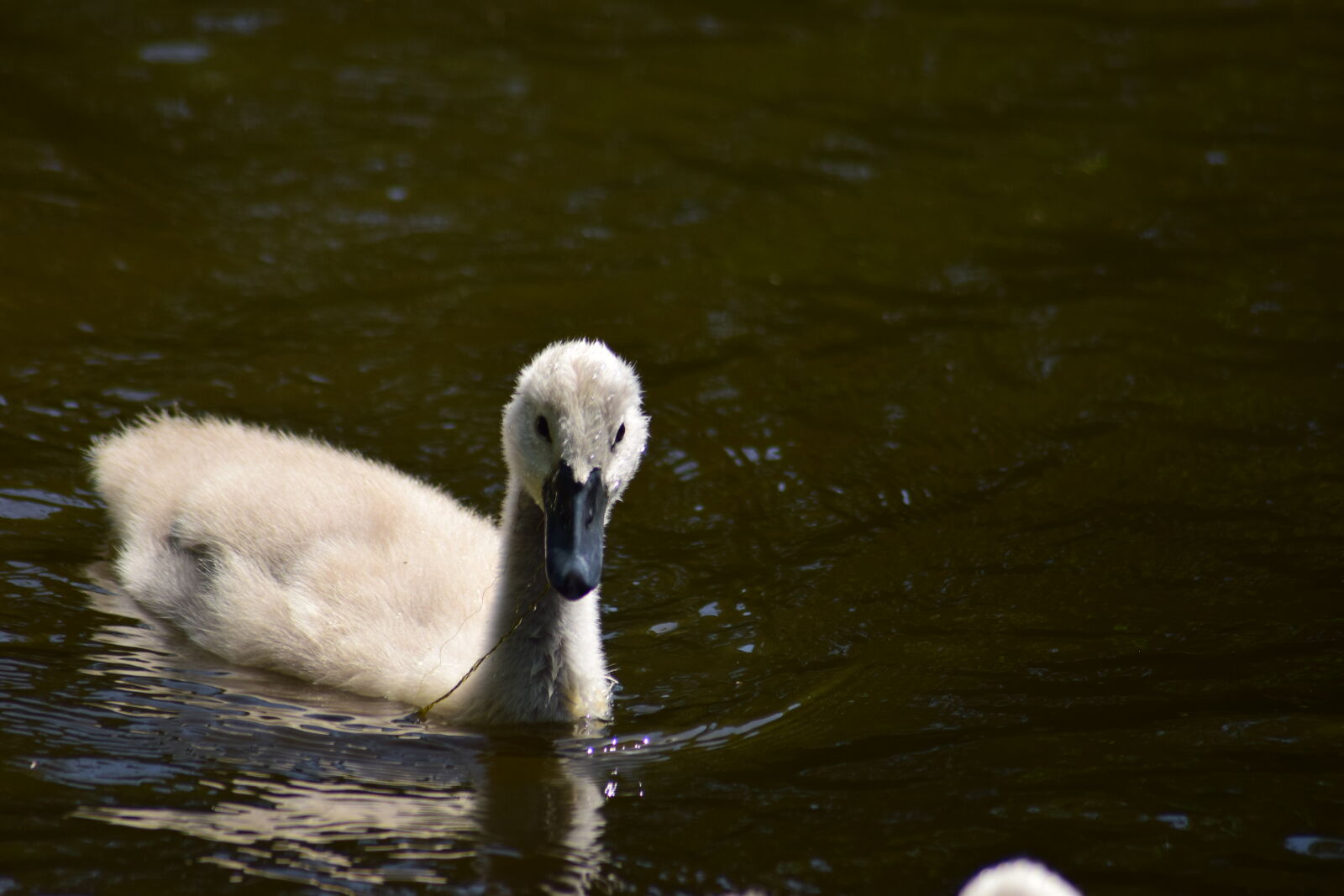 Nikon D3300 sample photo. A baby swan photography