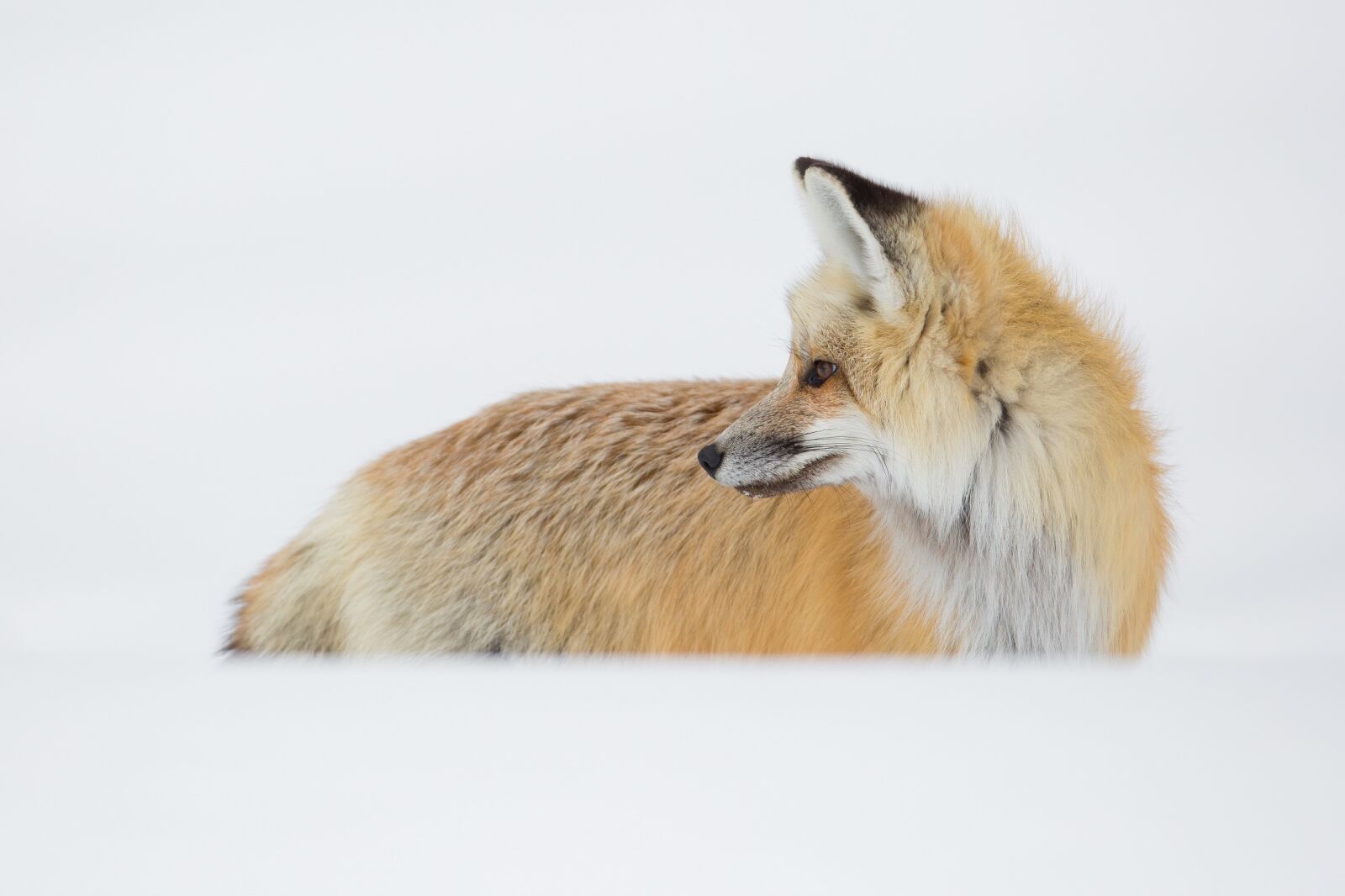 Canon EF 600mm F4L IS USM sample photo. Red fox, portrait, looking photography