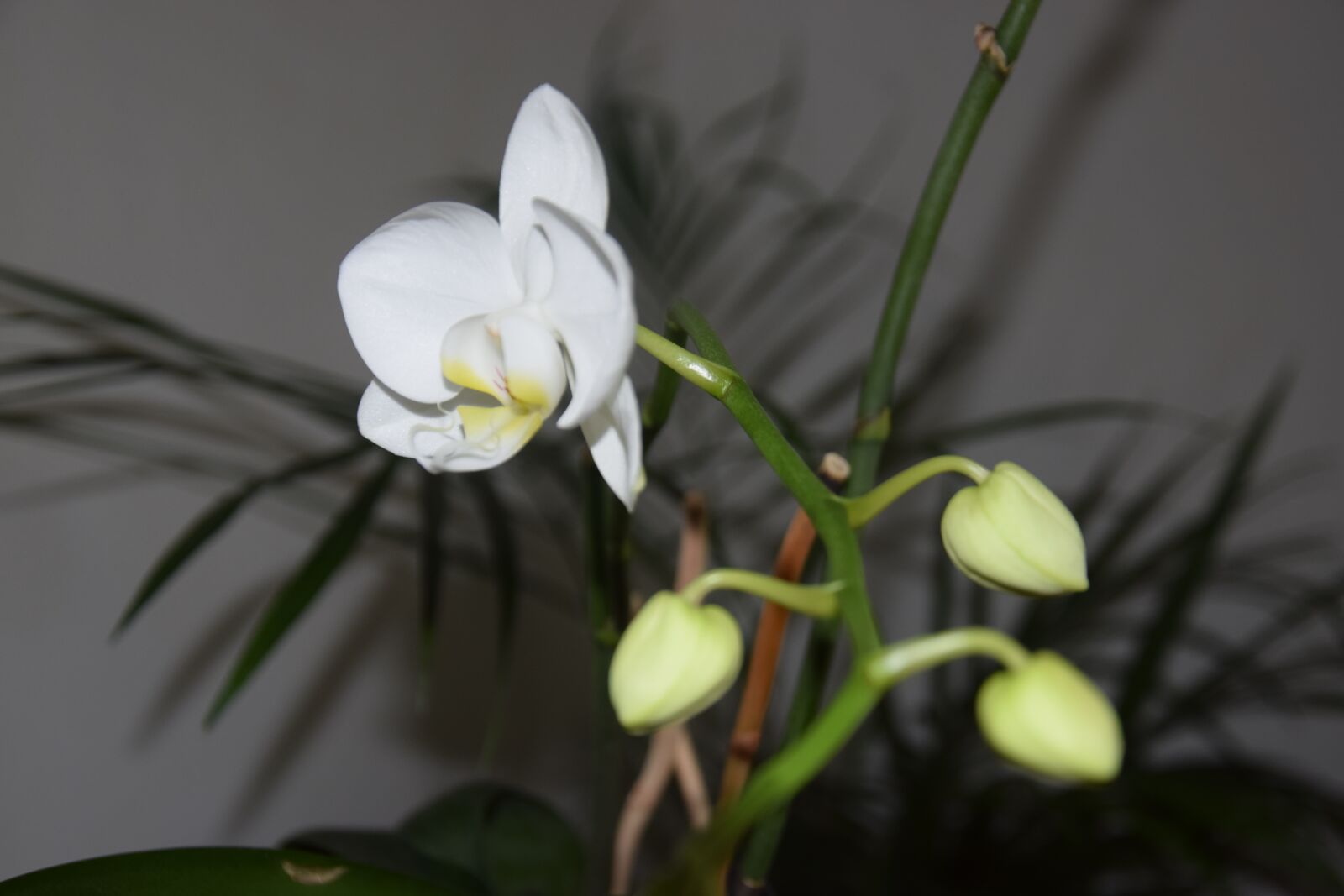 Nikon D5300 sample photo. White flower, house plant photography