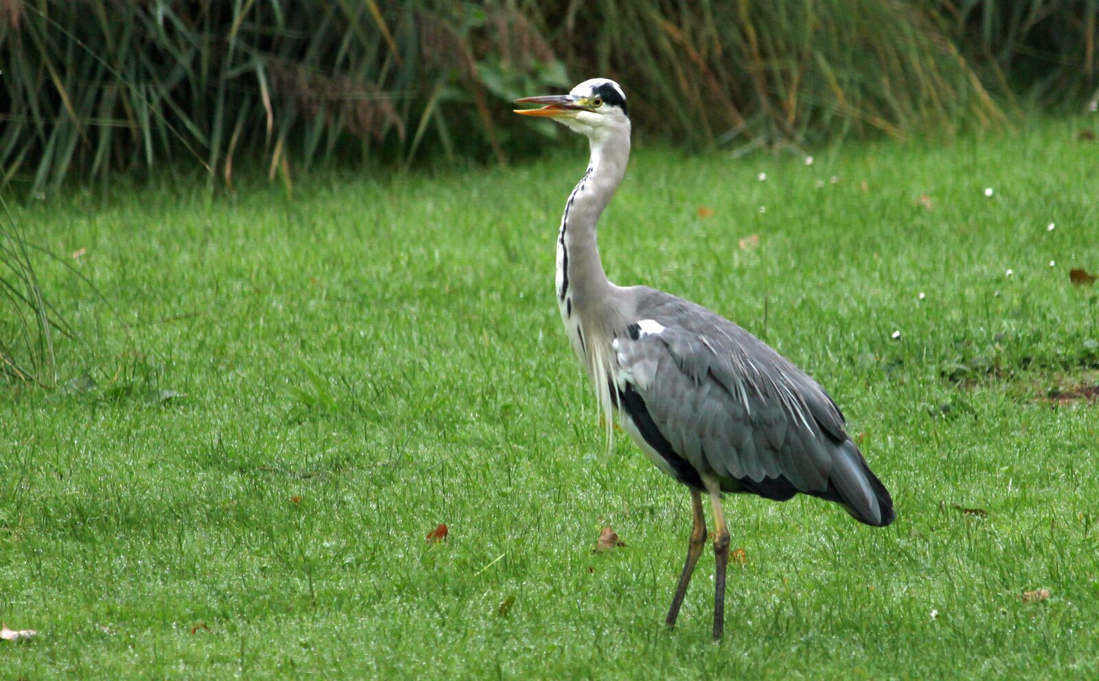 Canon EOS 500D (EOS Rebel T1i / EOS Kiss X3) sample photo. Heron, grey heron, eastern photography