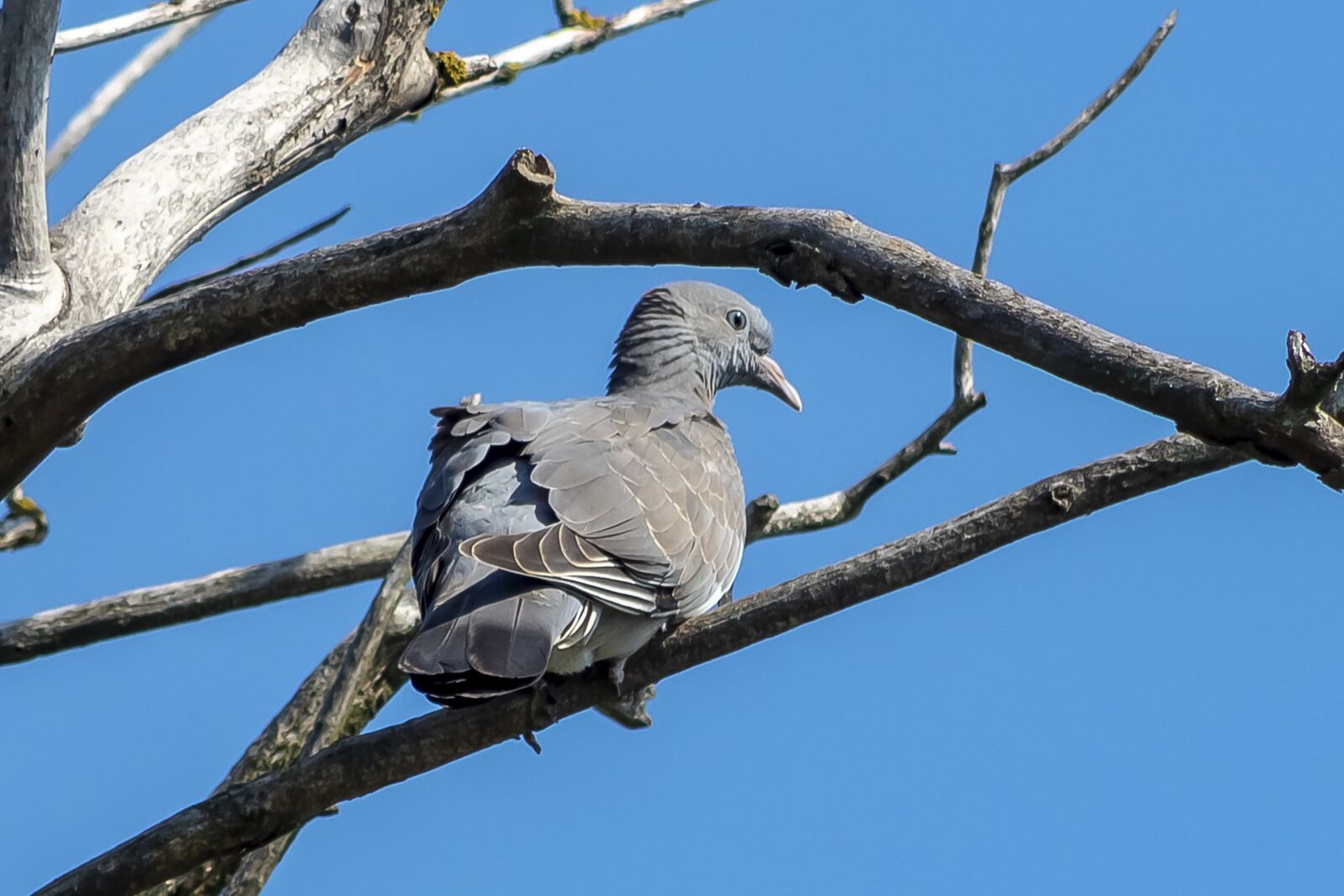 Canon EF75-300mm f/4-5.6 sample photo. Pigeon, bird, doves photography