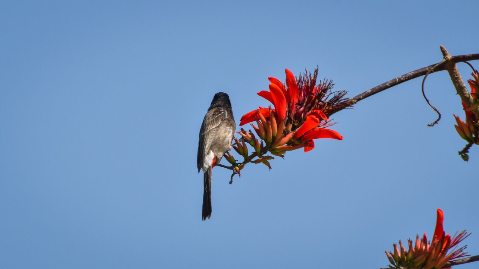 Nikon D3500 sample photo. Environment, beak, outdoor photography