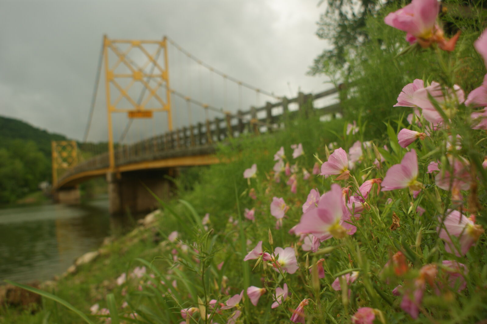 Sony Alpha DSLR-A350 sample photo. Bridge, clouds, pink, flowers photography