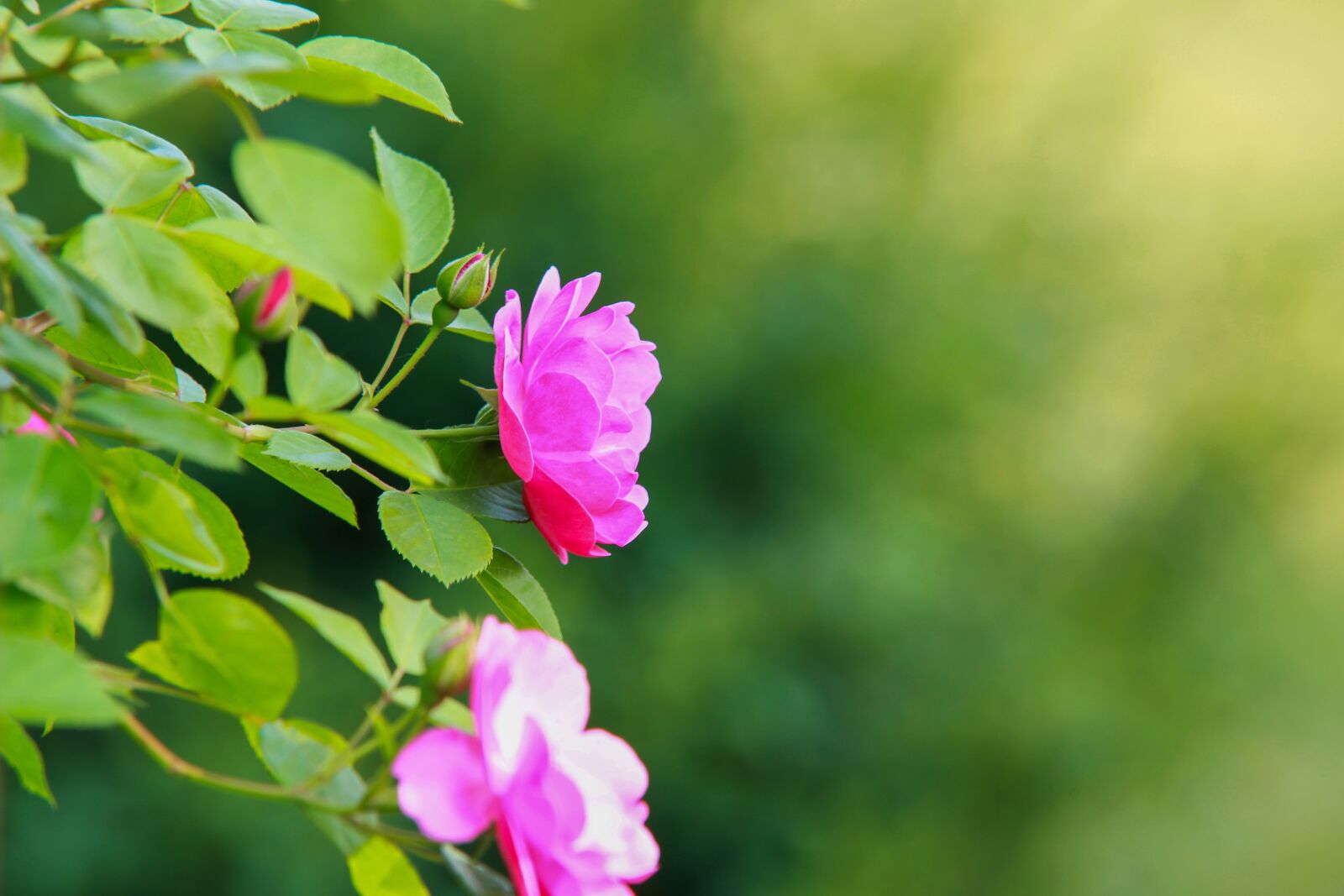 Canon EOS 5D Mark II sample photo. Nature, leaf, plants photography