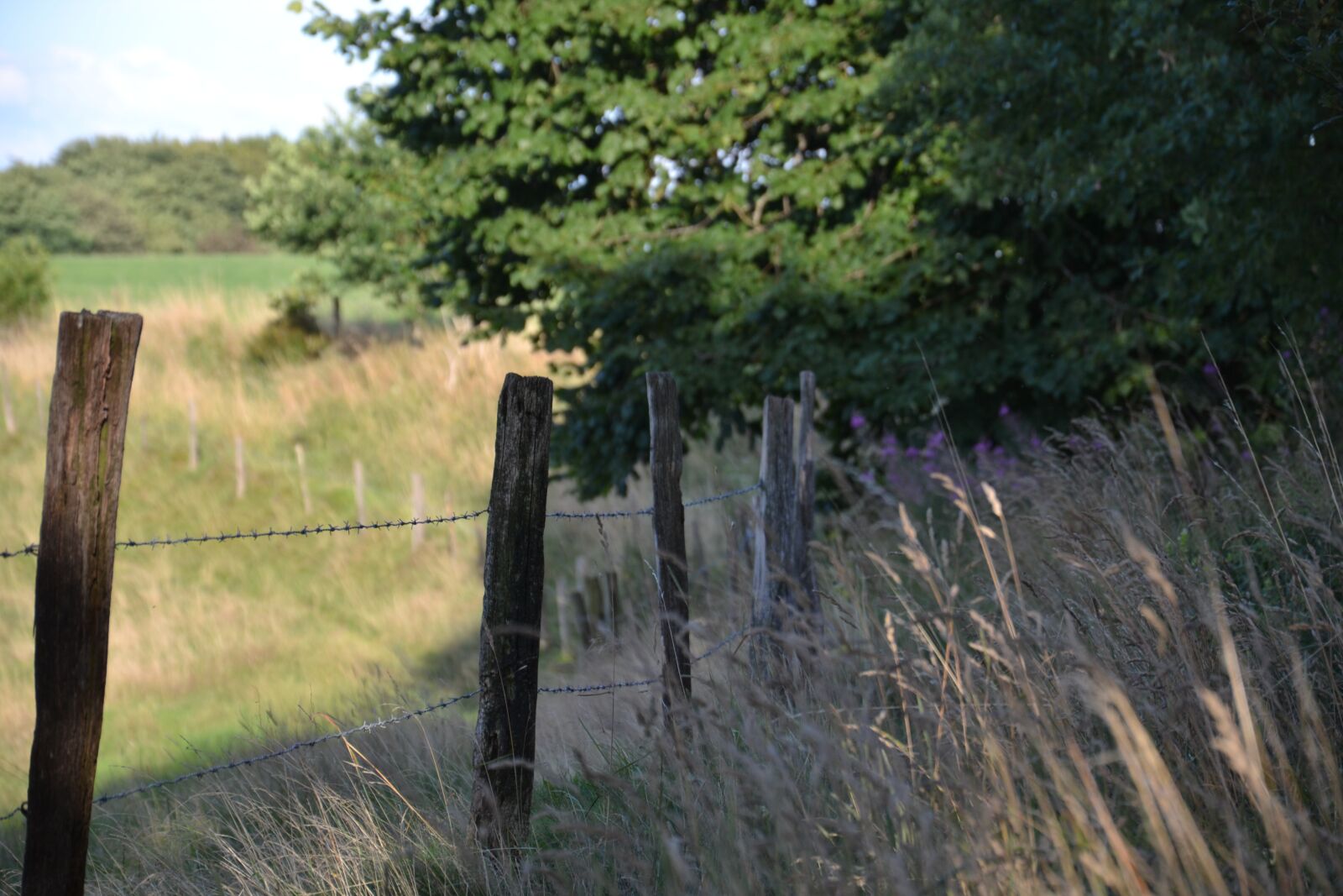Nikon D3100 sample photo. Fence, meadow, landscape photography
