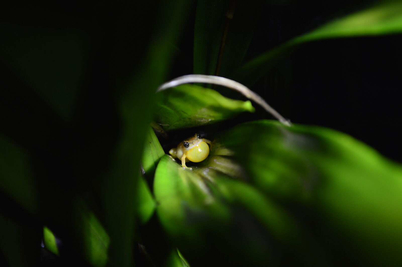 Nikon D3200 sample photo. Frog, nature, costarica photography