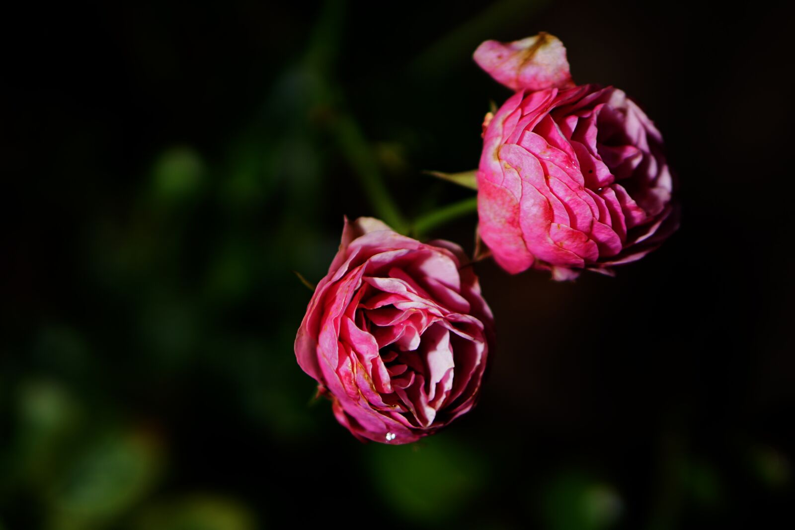 E 50mm F1.8 OSS sample photo. Pink, rose, flower photography