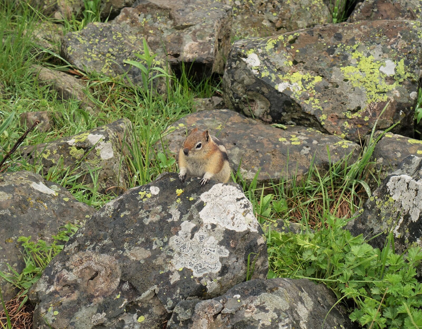 Sony Cyber-shot DSC-RX100 III sample photo. Chipmunk, rodent, rock squirrel photography