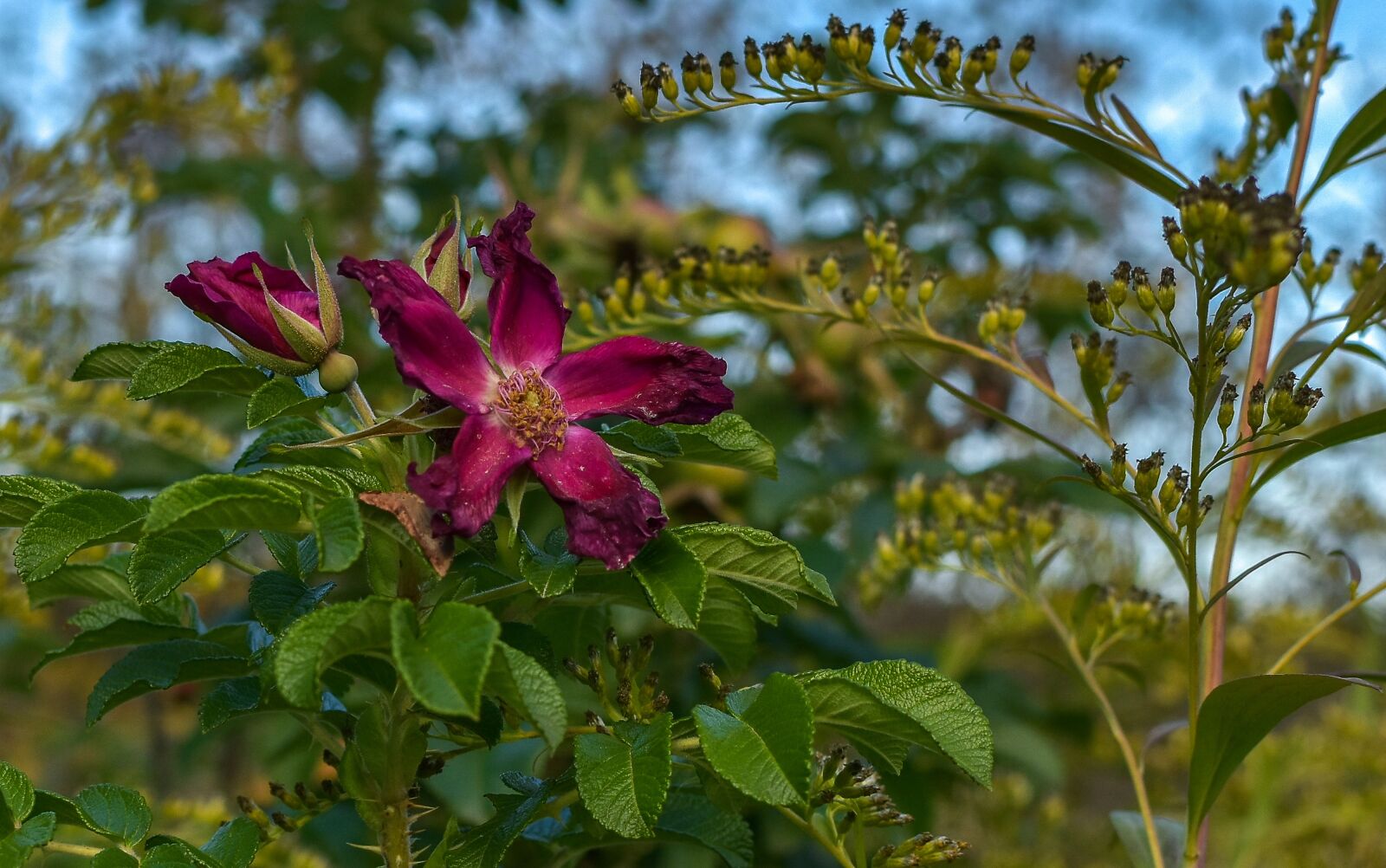 Nikon D5500 sample photo. Flower, asterisk, nature photography