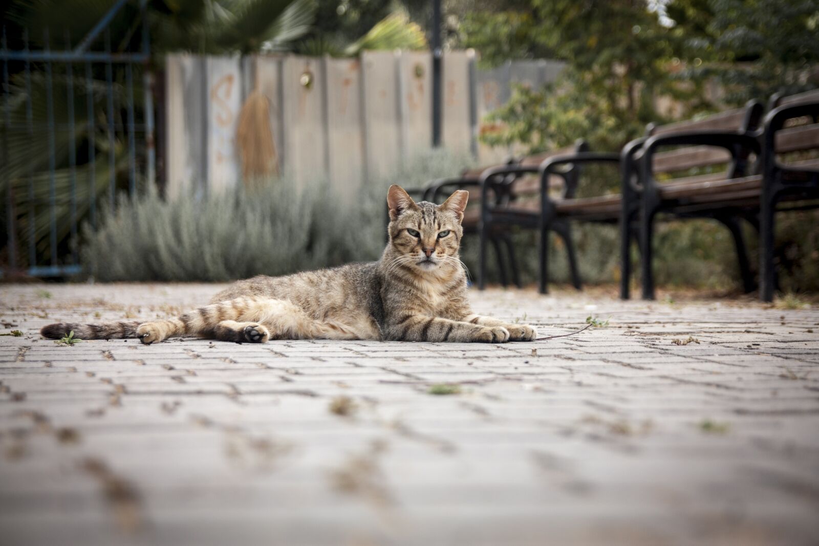 Canon EOS 450D (EOS Rebel XSi / EOS Kiss X2) sample photo. Cat, street, animal photography