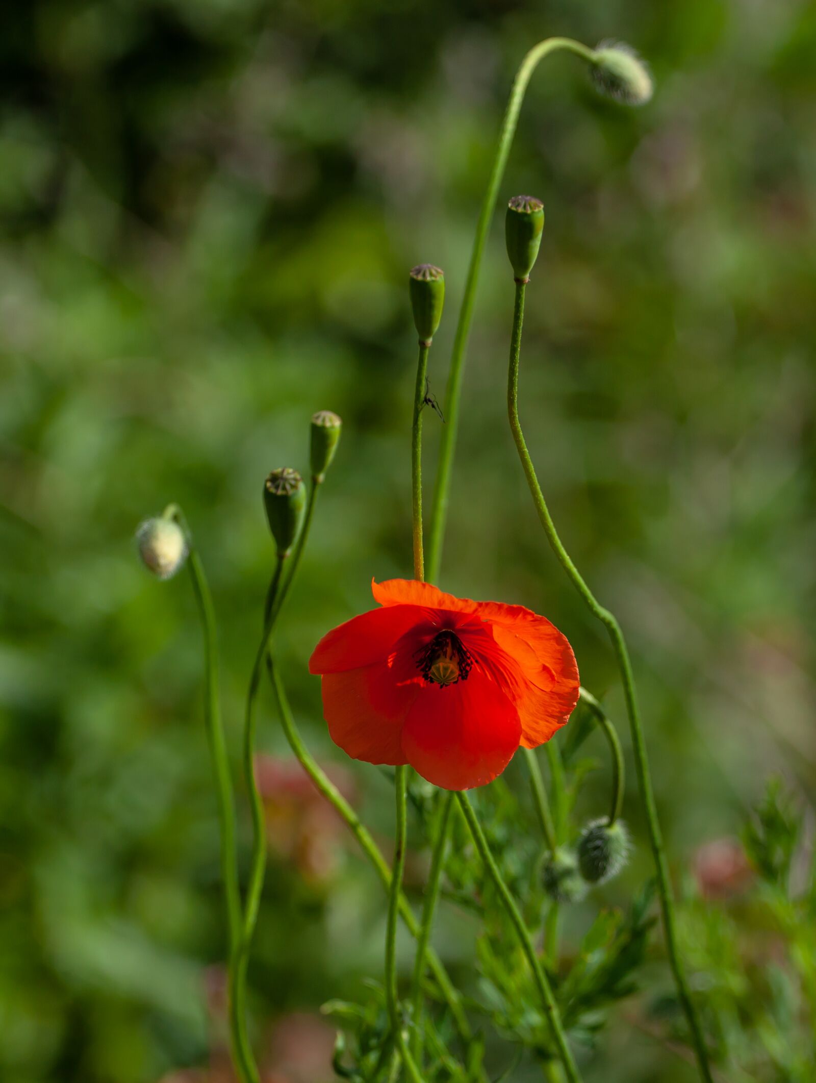 Canon EF 70-200mm F4L USM sample photo. Poppy, green, red photography