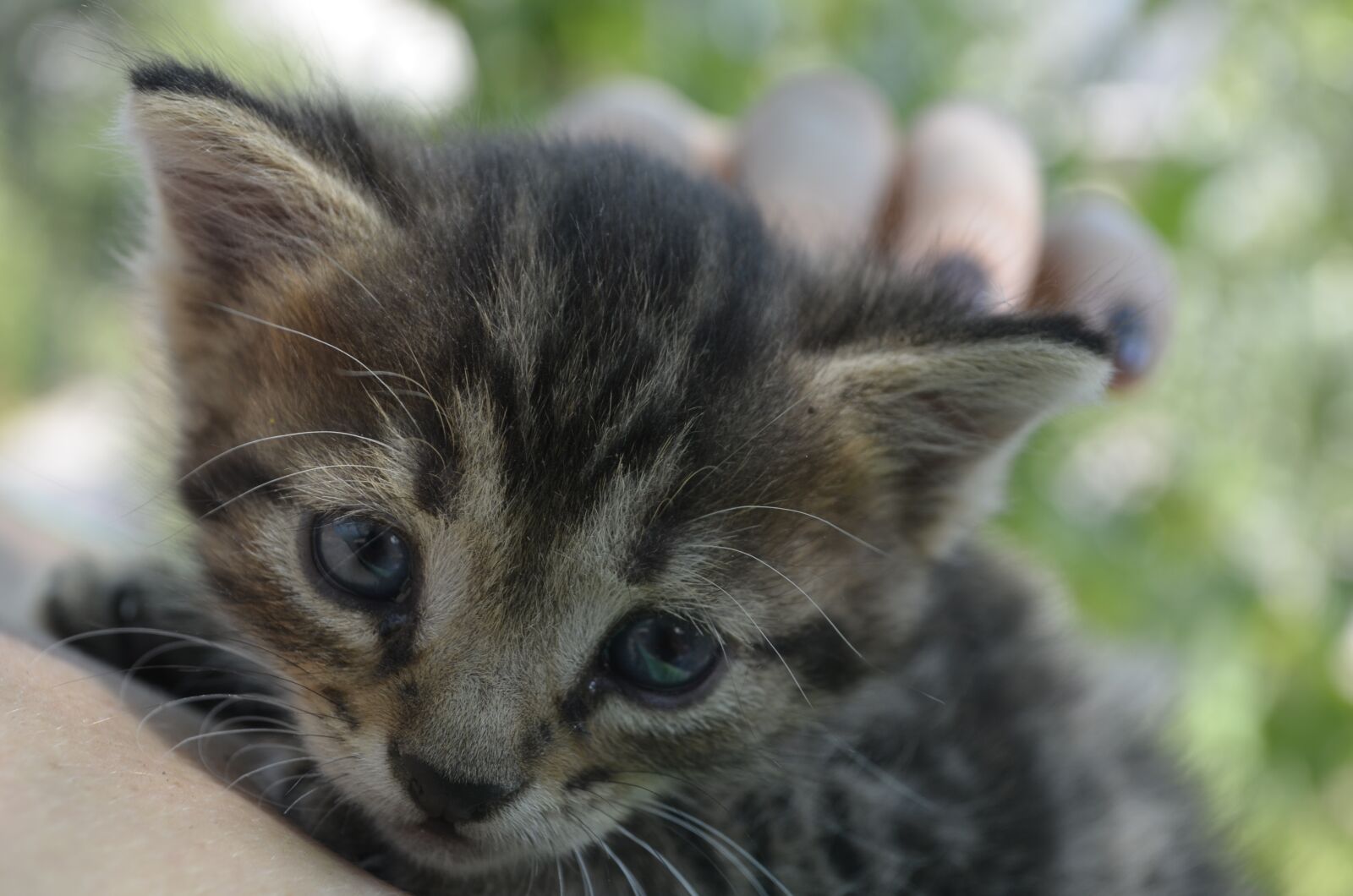 Nikon D5100 sample photo. Kitten, cat, animals photography