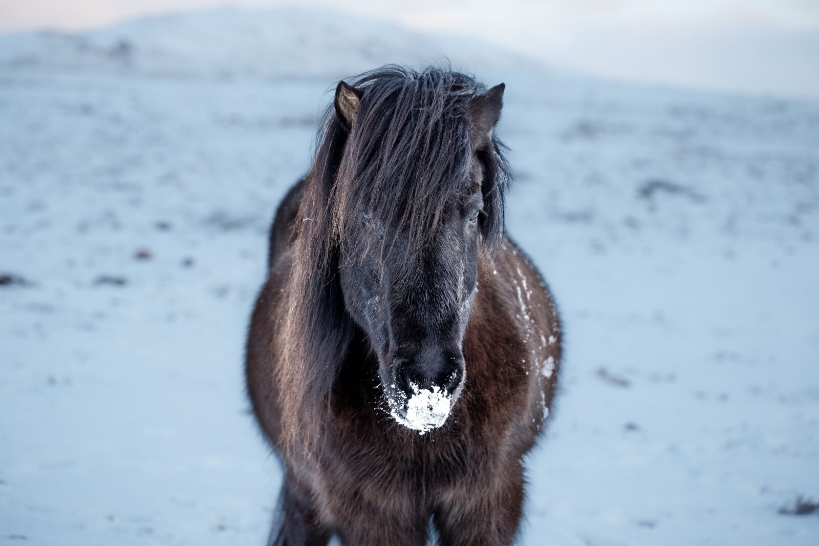 Canon EOS 6D sample photo. Icelandic horse, portrait, outdoors photography