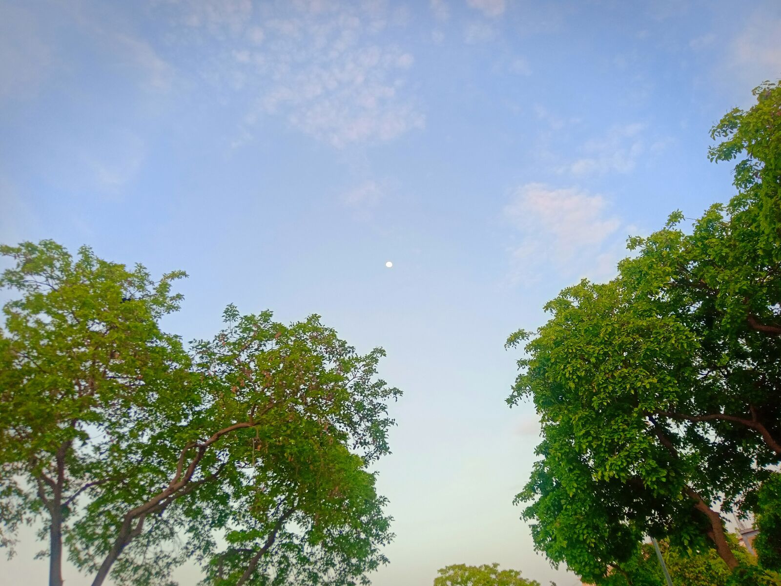 OPPO F9 PRO sample photo. Trees, sky, moon photography