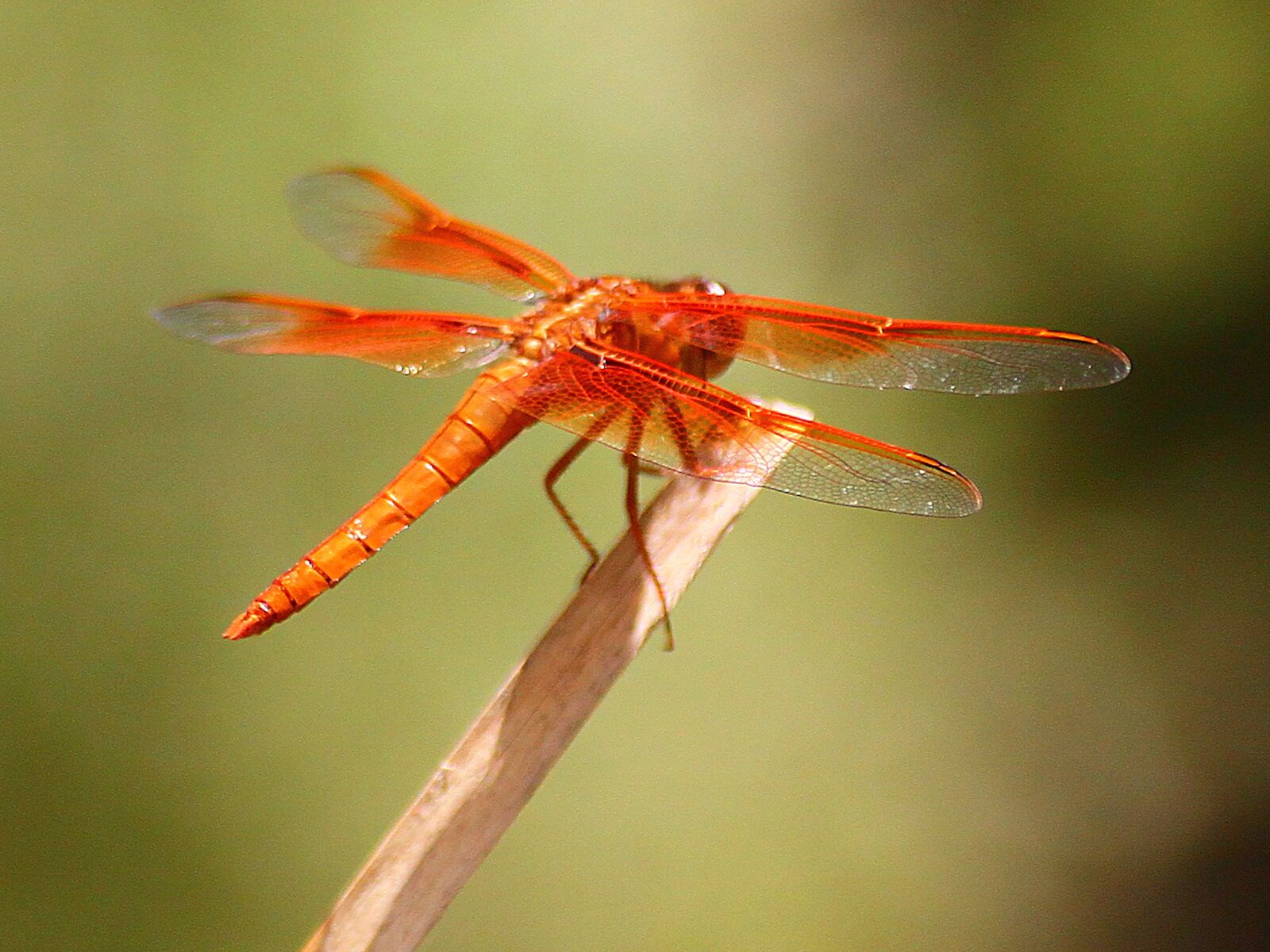 Canon EOS 500D (EOS Rebel T1i / EOS Kiss X3) sample photo. Dragonfly, damselfly, insect photography