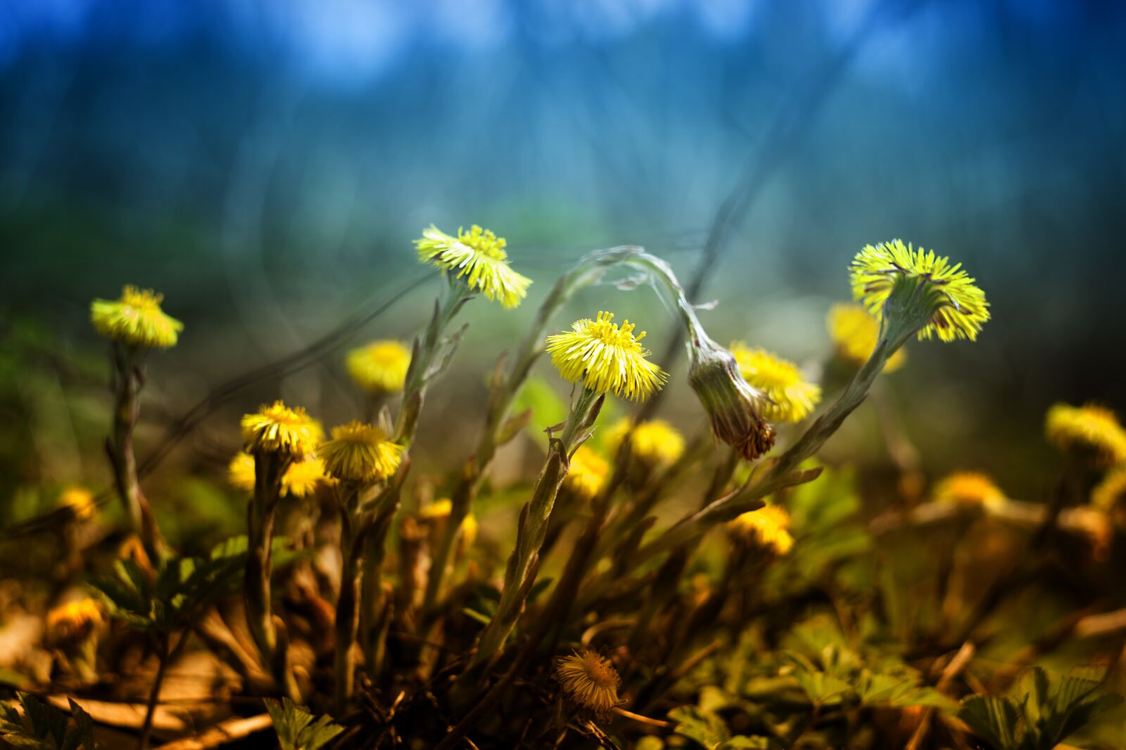 Canon EOS 5D Mark II sample photo. Nature, flower, plant photography