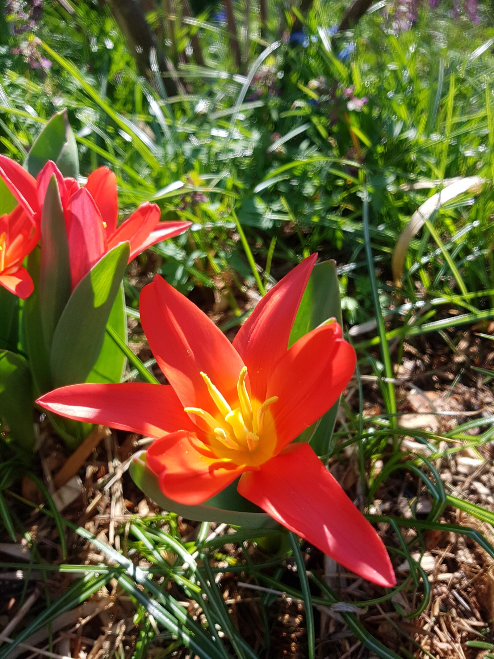 Samsung Galaxy S7 Edge sample photo. Flower, nature, flora photography