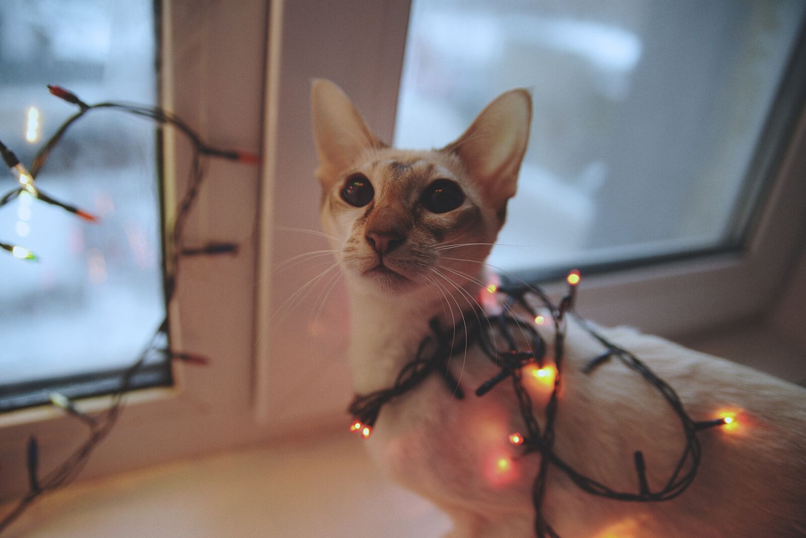 Nikon D610 sample photo. Cat, nicely, kitten photography