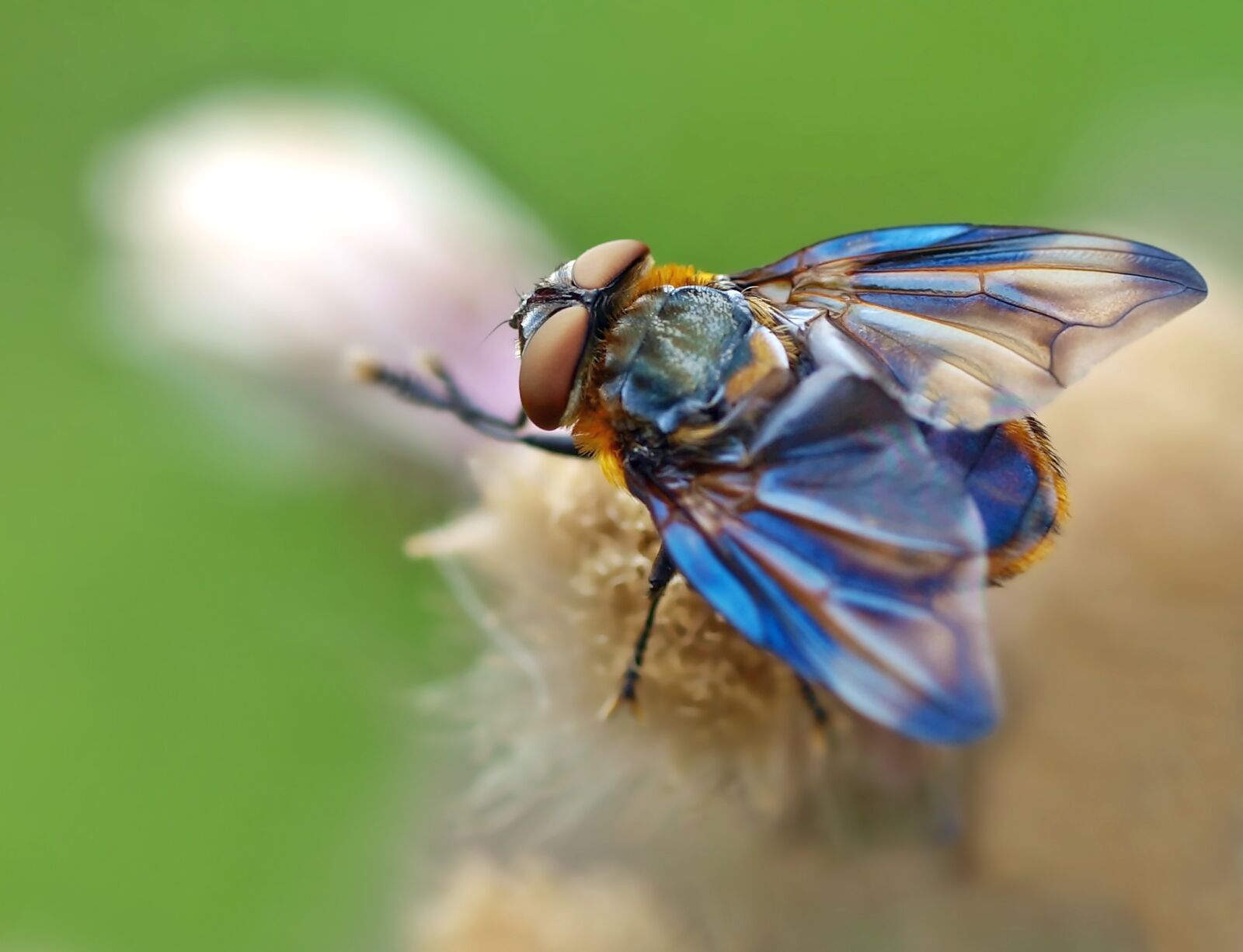 Olympus E-450 (EVOLT E-450) sample photo. Beautiful caterpillar fly, males photography