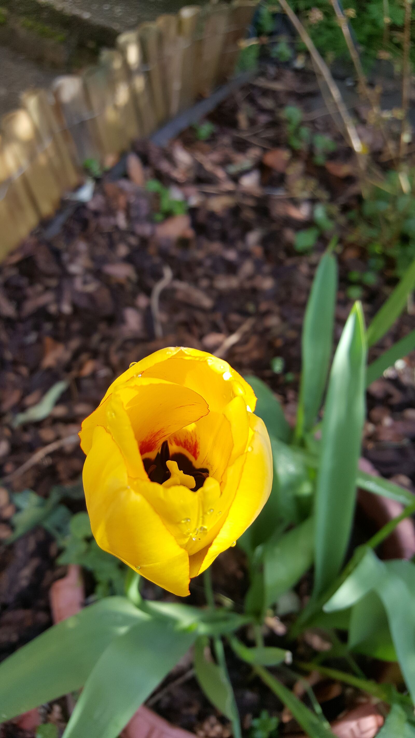 Samsung Galaxy S6 sample photo. Tulip, flower, yellow photography