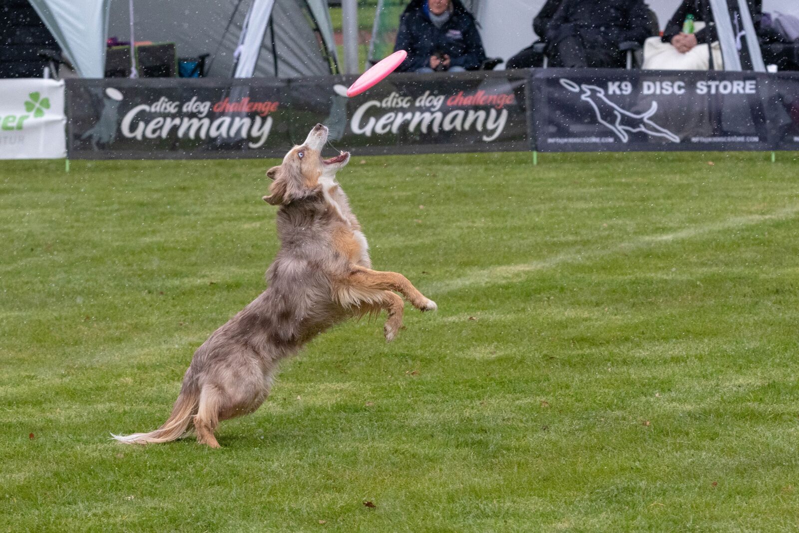 Canon EOS 80D sample photo. Frisbee, dogfrisbee, dog photography