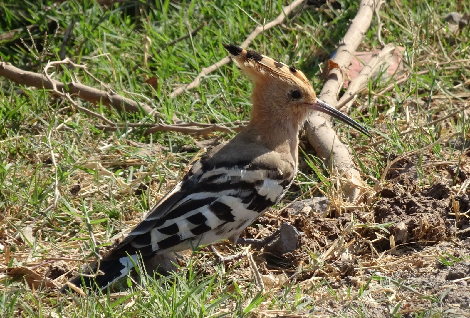 Sony Cyber-shot DSC-HX90V sample photo. Bird, avian, hoopoe photography