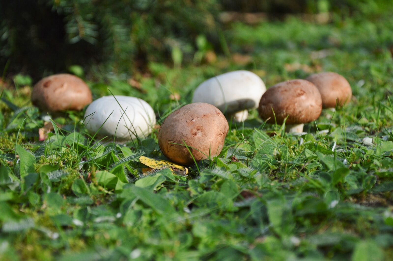 Nikon D3200 sample photo. Mushroom, egerling, disc fungus photography