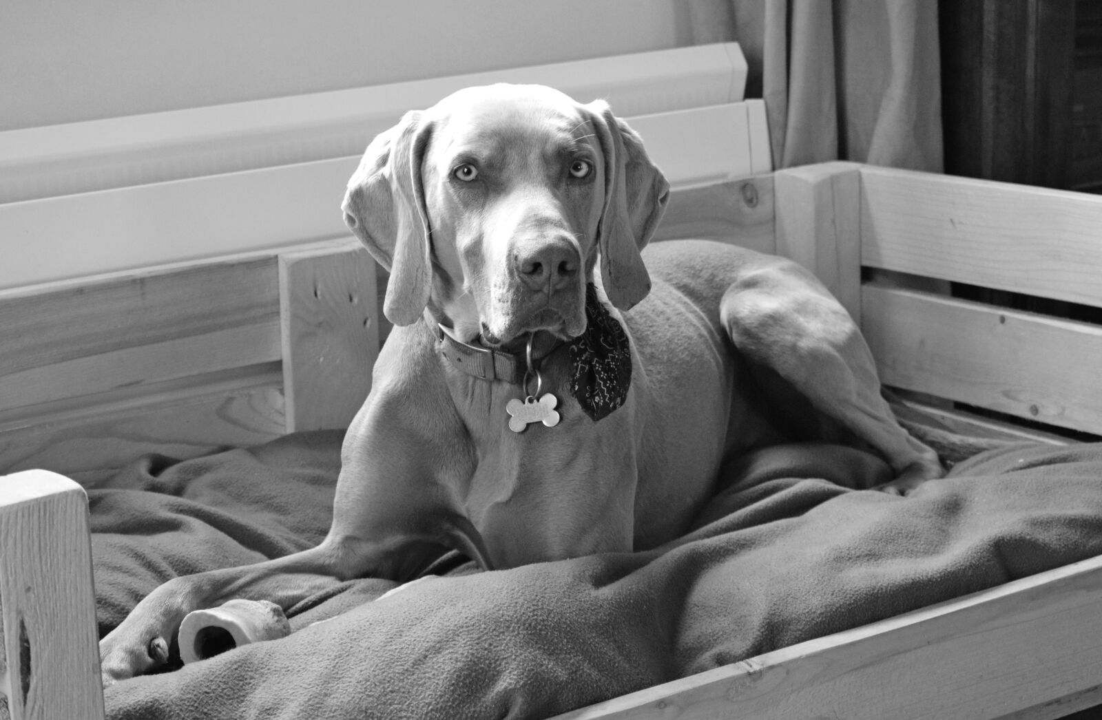 Nikon D5300 sample photo. One, dog, portrait photography