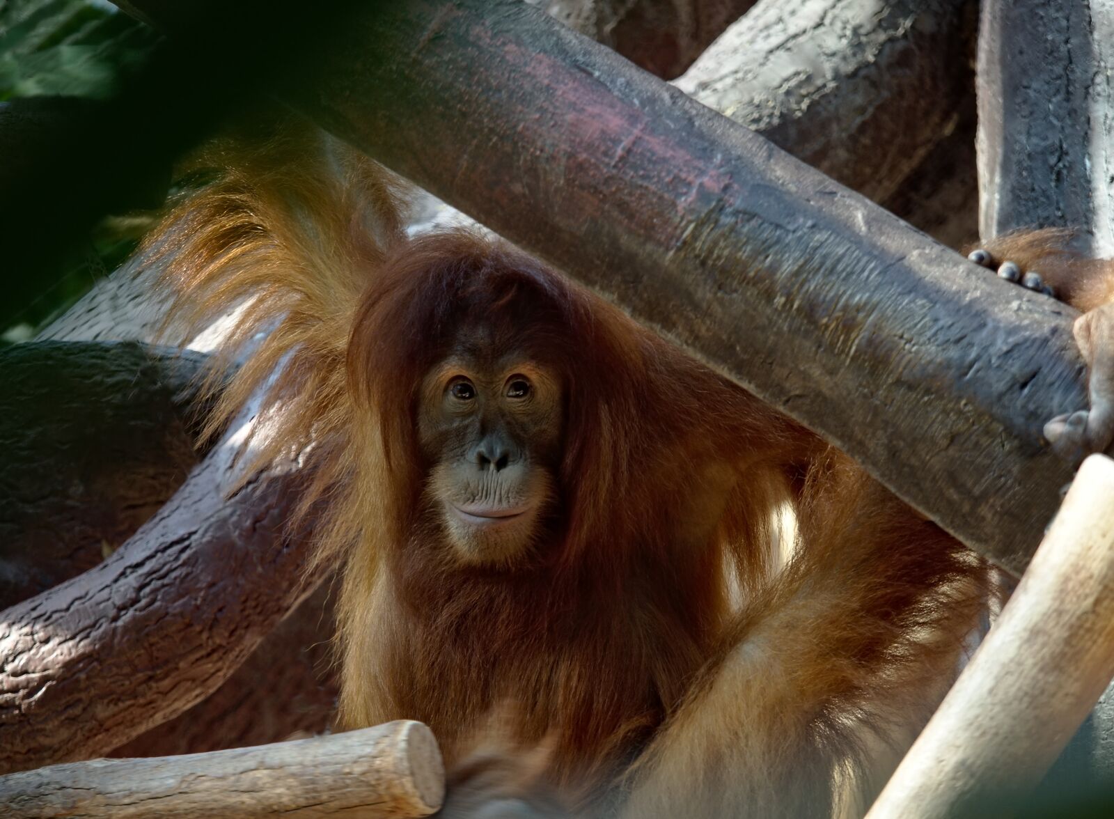 Olympus OM-D E-M1 Mark II + Olympus M.Zuiko Digital ED 40-150mm F2.8 Pro sample photo. Animal, monkey, orangutan photography