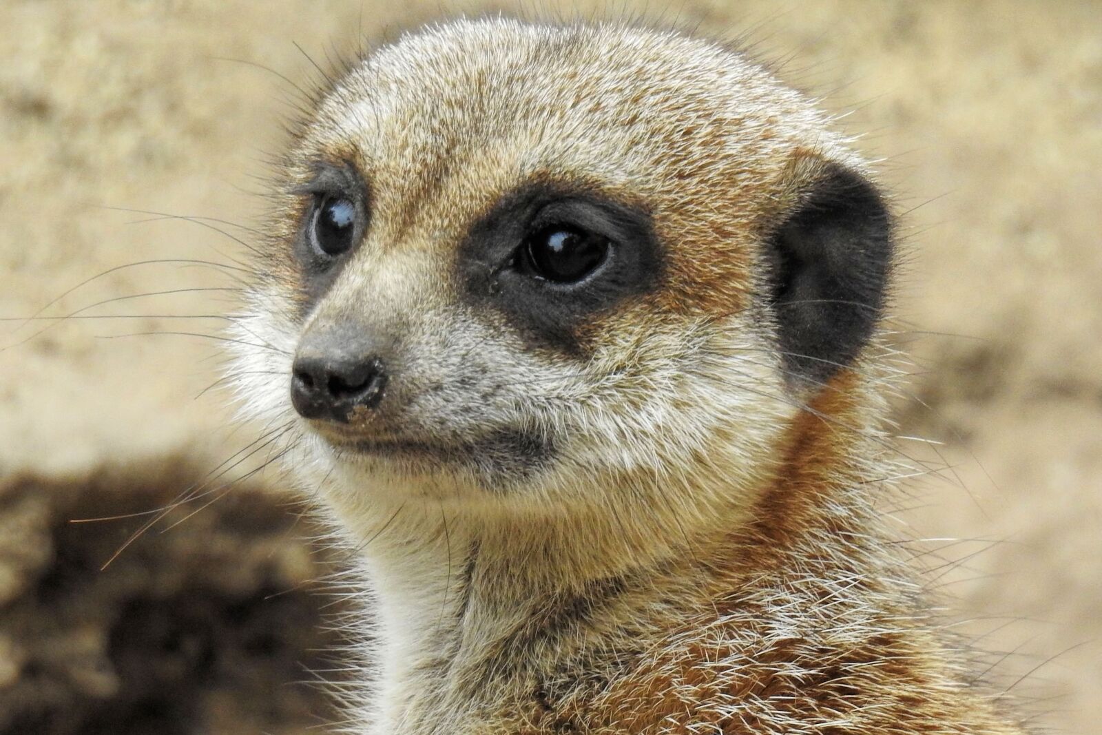 Nikon Coolpix P900 sample photo. Meerkat, cute, mammal photography