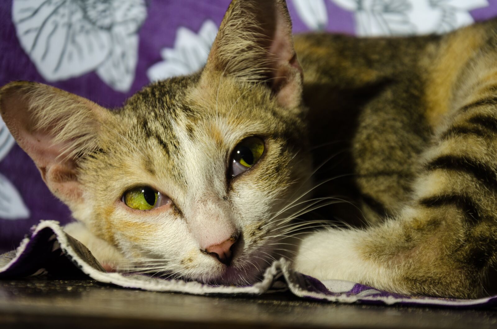 Nikon D5100 sample photo. Cat, animal, pets photography