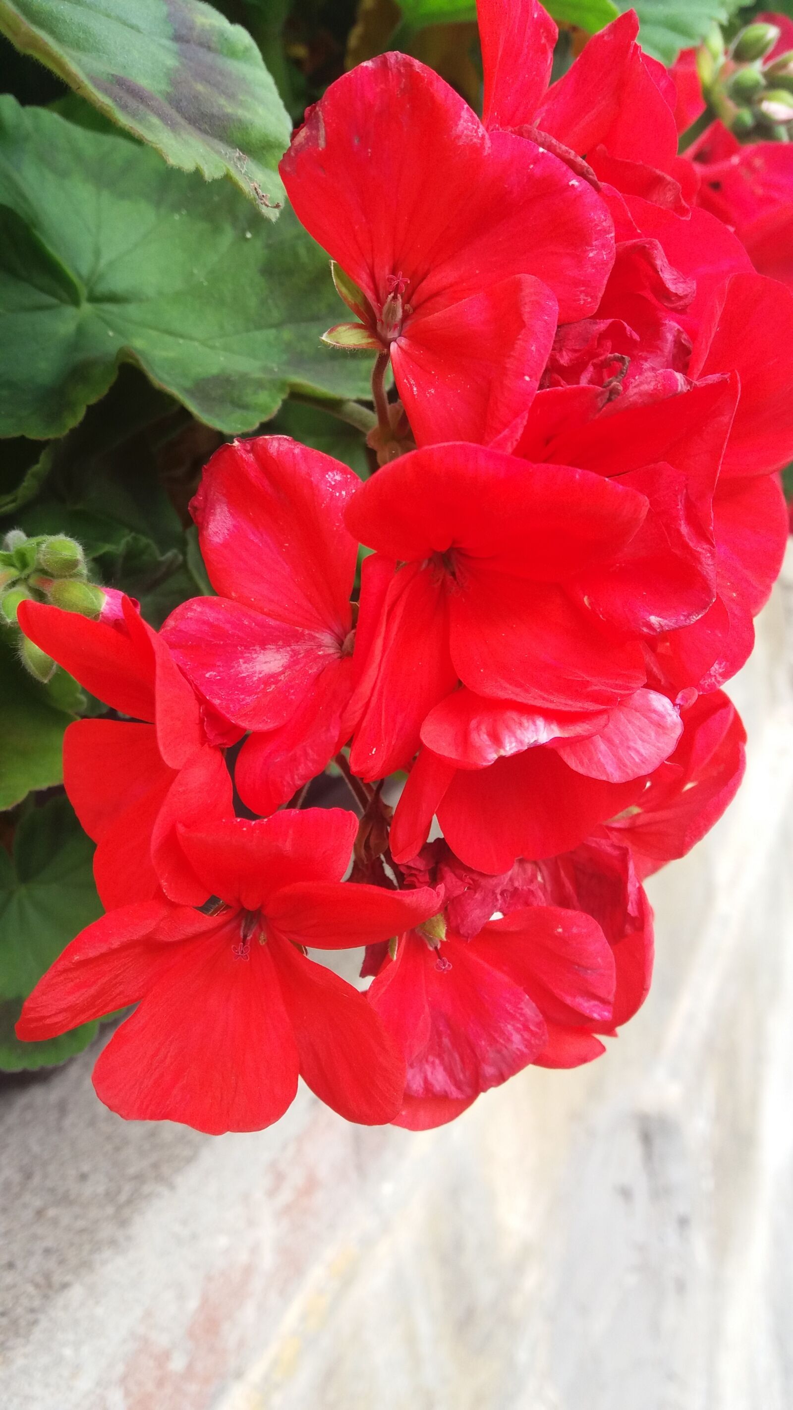 Samsung Galaxy J5 sample photo. Color, nature, kvity photography