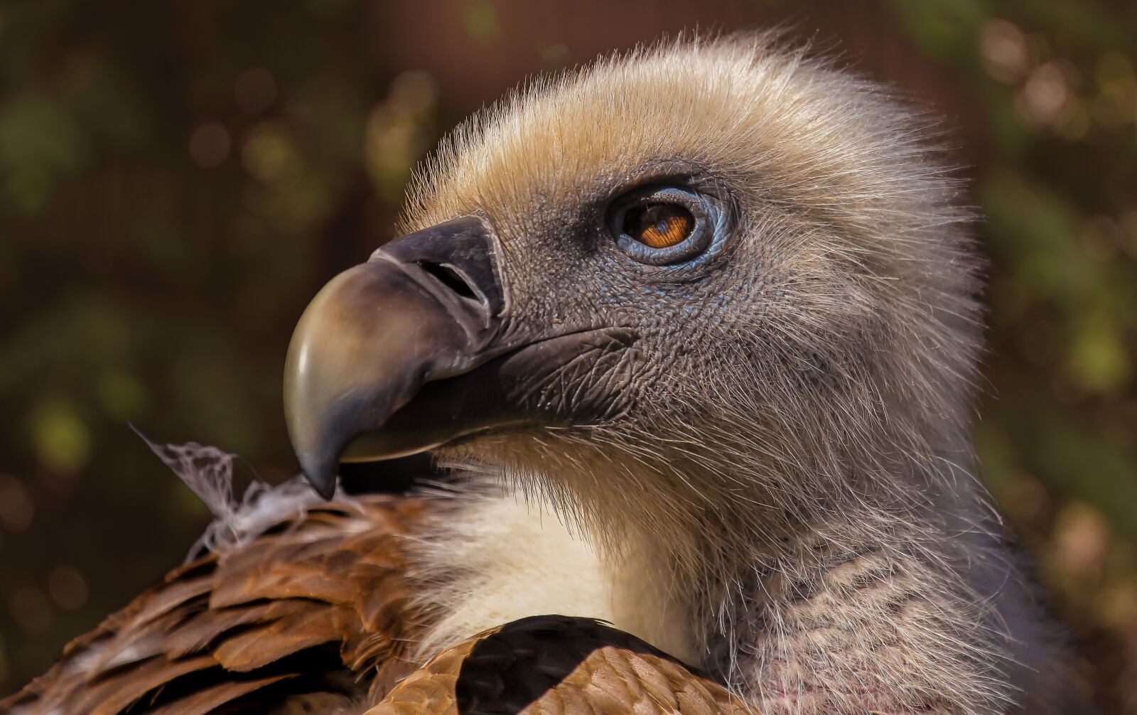 Canon EOS 60D + Canon EF 70-300mm F4-5.6L IS USM sample photo. Zoo, vulture, birds photography