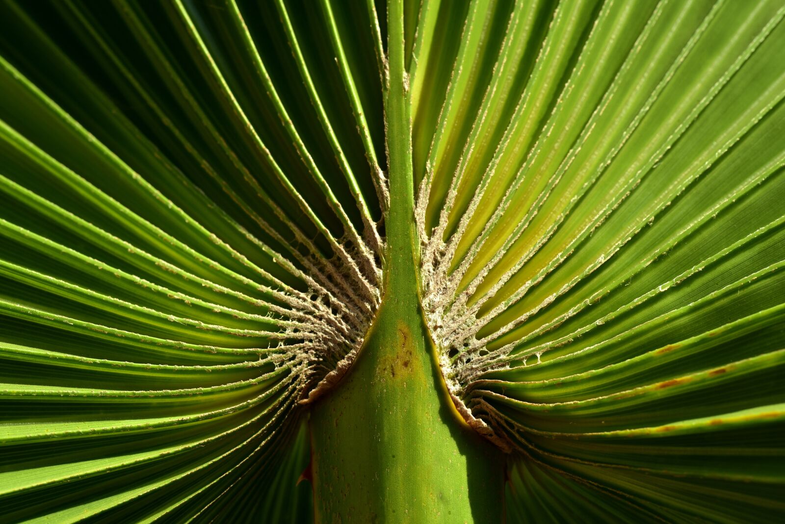 Nikon D750 sample photo. Palm leaf, green, leaf photography