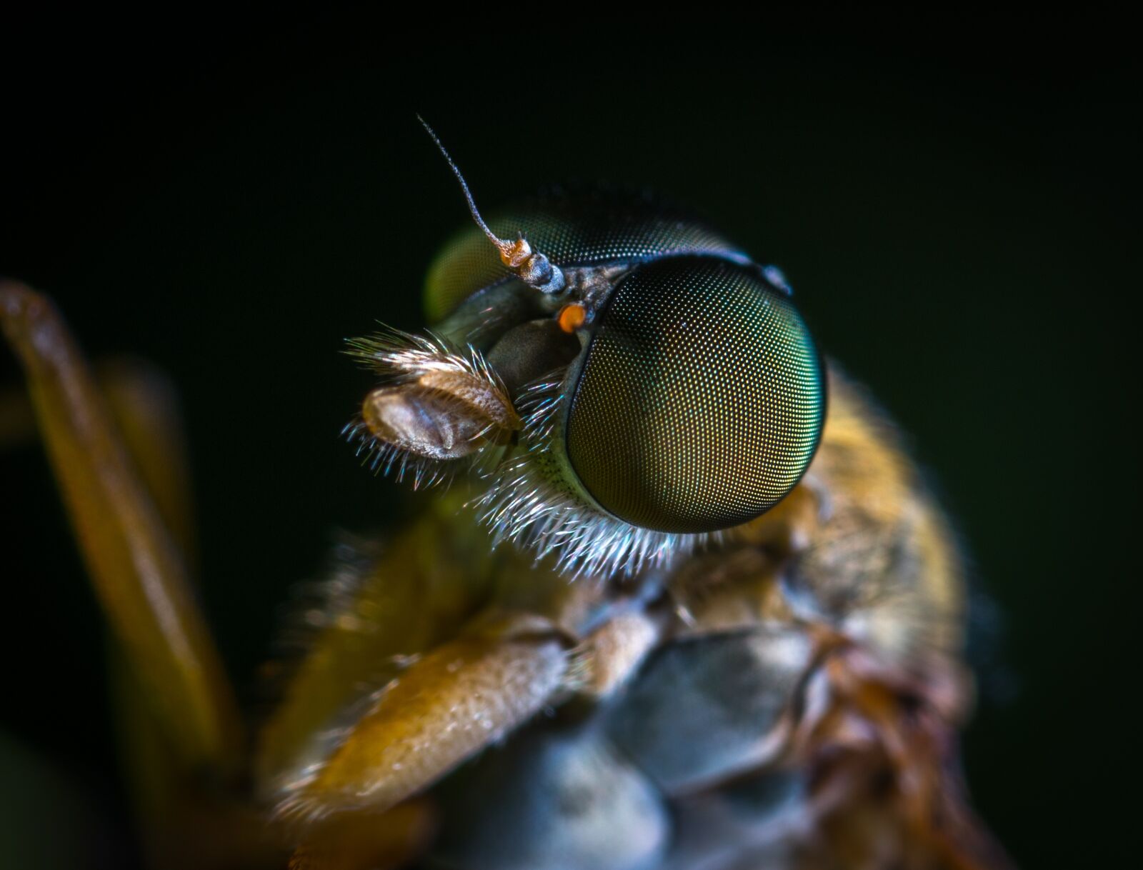 #124 65/2.8 sample photo. Insect, bespozvonochnoe, living nature photography