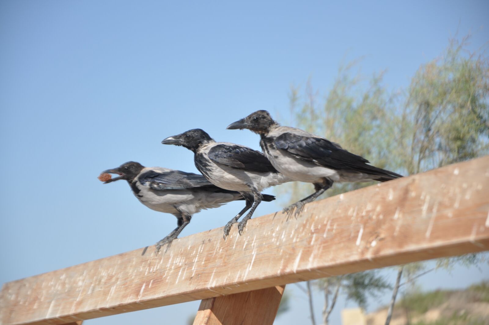 Nikon D90 sample photo. Crow, raven, rook photography
