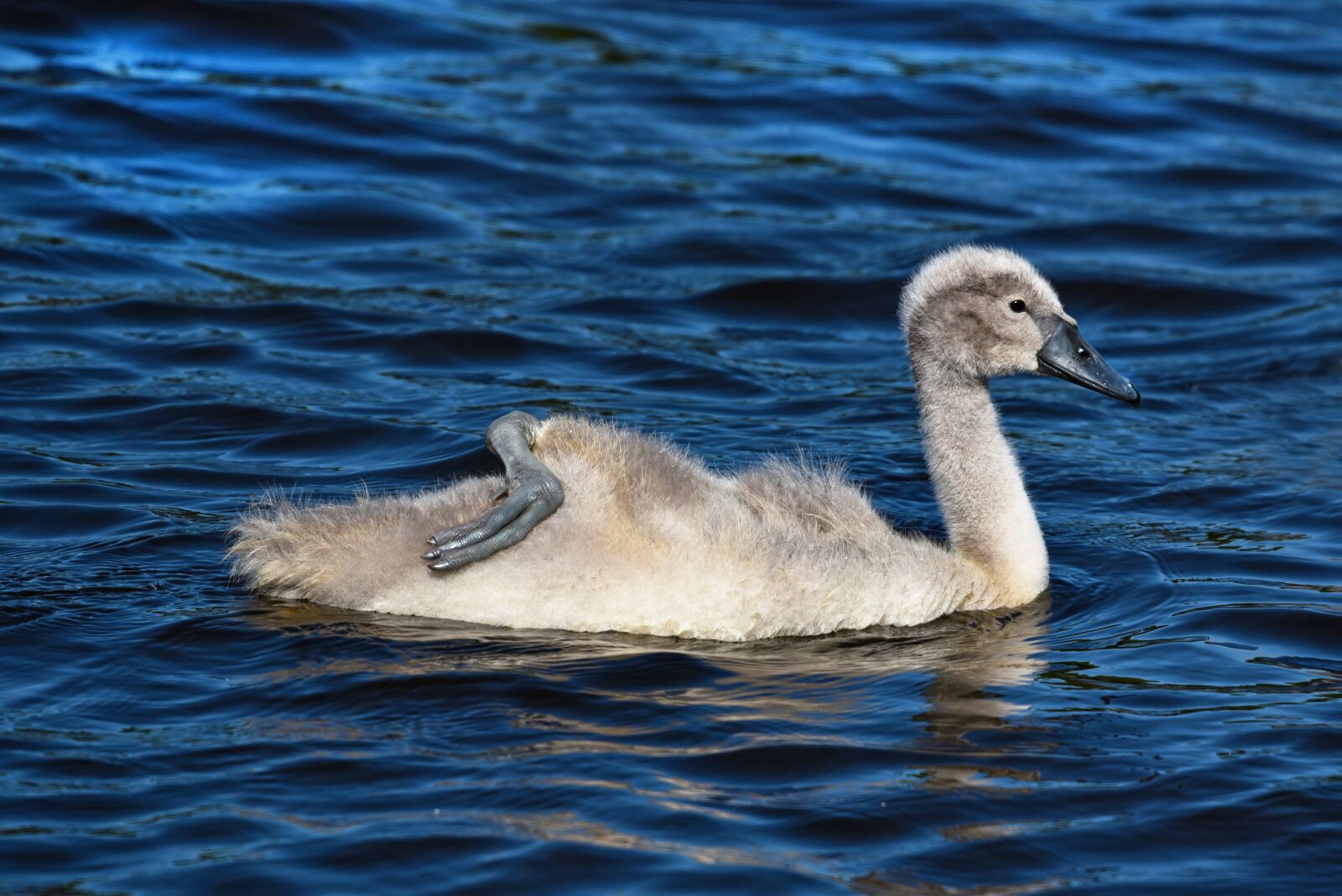 Nikon D750 sample photo. Cygnet, swan, waterbird photography