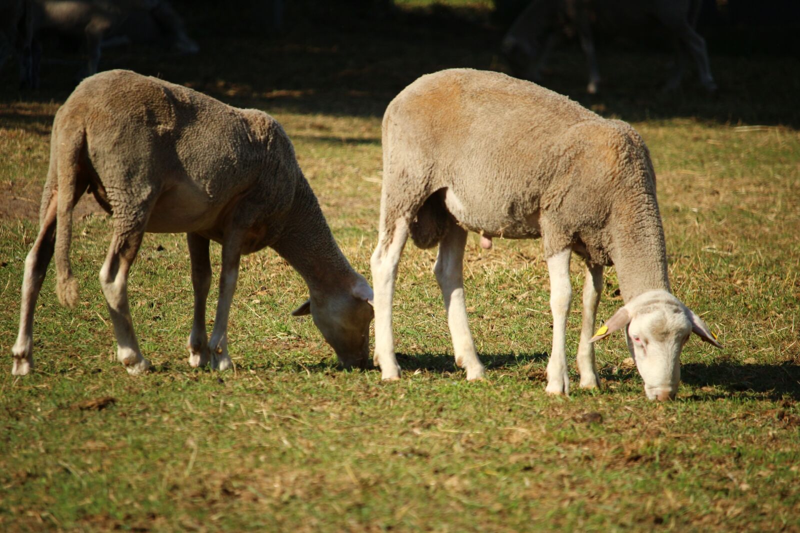 Canon EOS 100D (EOS Rebel SL1 / EOS Kiss X7) sample photo. Sheep, animal, pasture photography