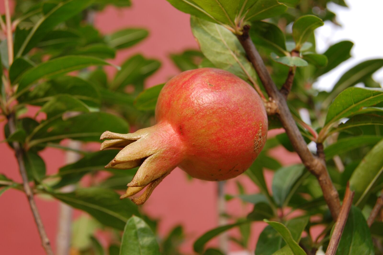 Nikon D40 sample photo. Pomegranate, tropical, fruit photography
