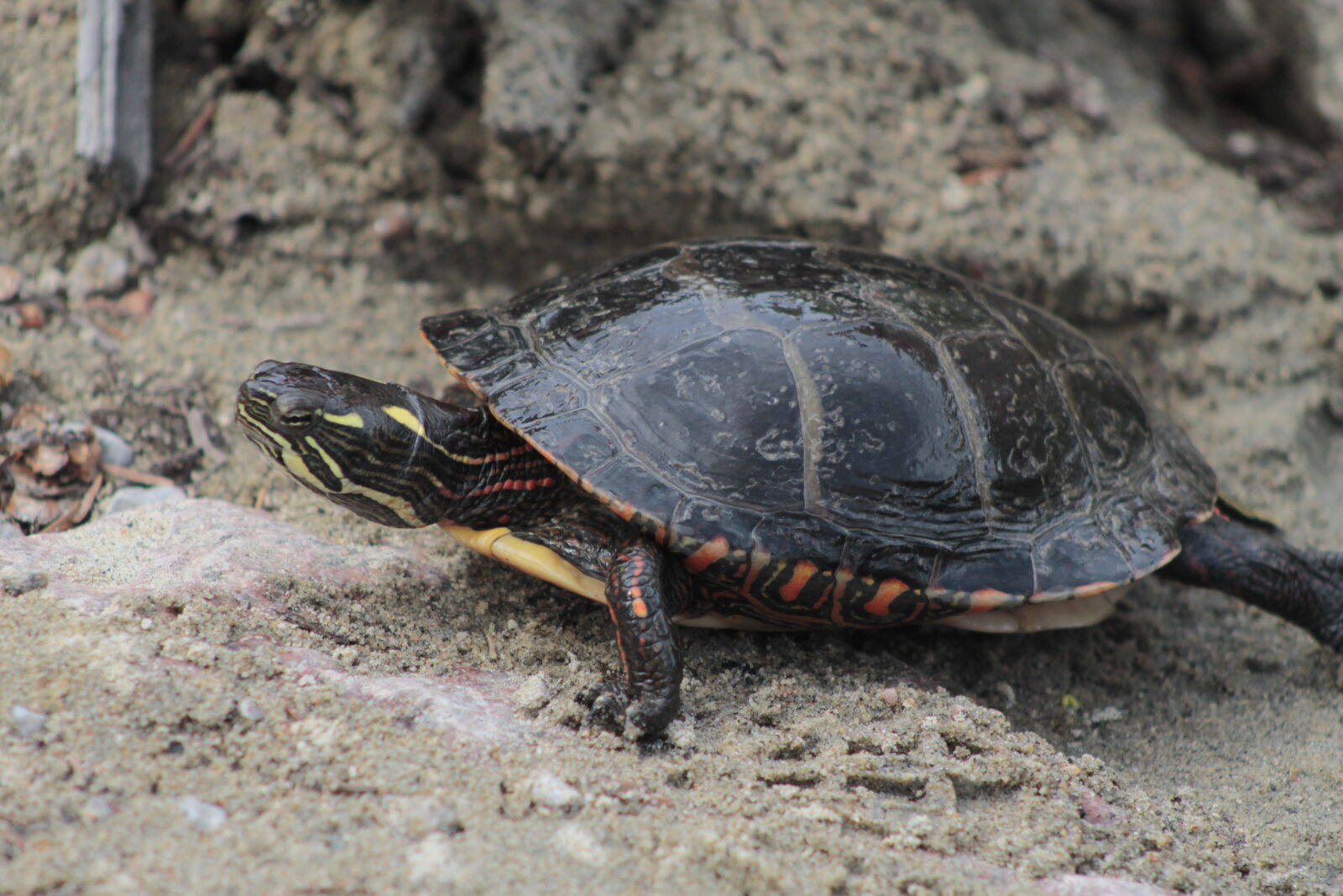 Canon EOS 1100D (EOS Rebel T3 / EOS Kiss X50) sample photo. Turtle photography