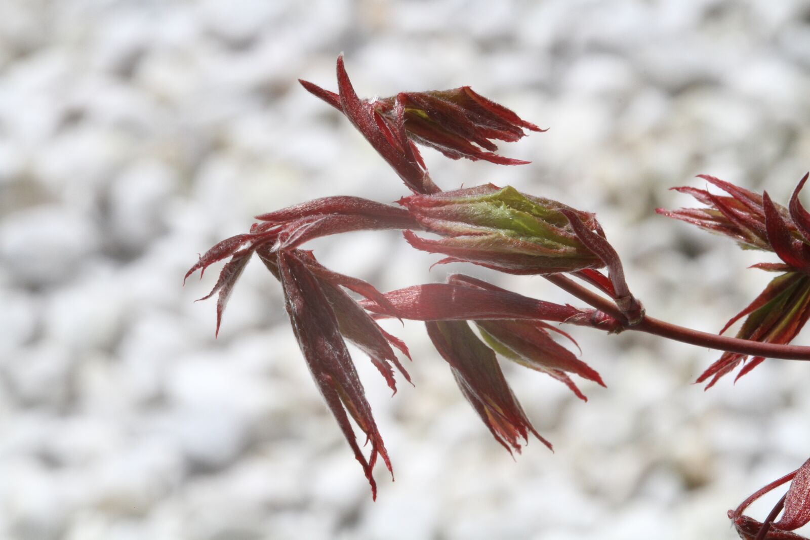 Canon EOS 7D sample photo. Japanischer ahorn, acer palmatum photography