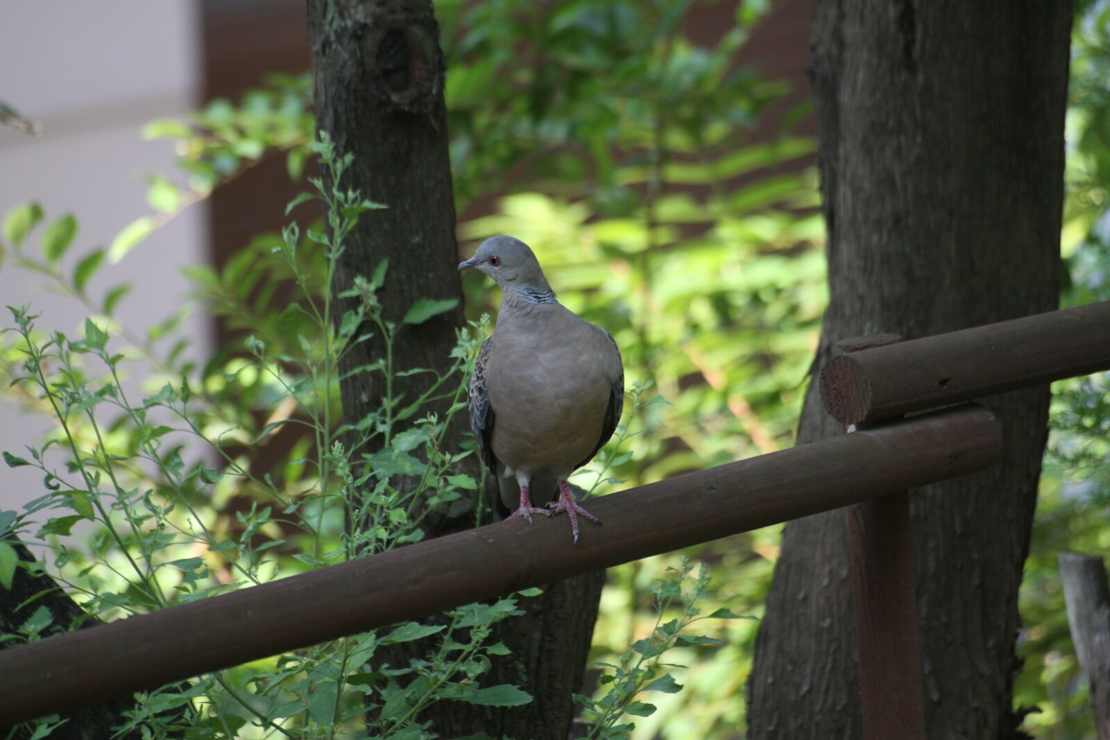Canon EOS 50D sample photo. Pigeon, handrail, new photography