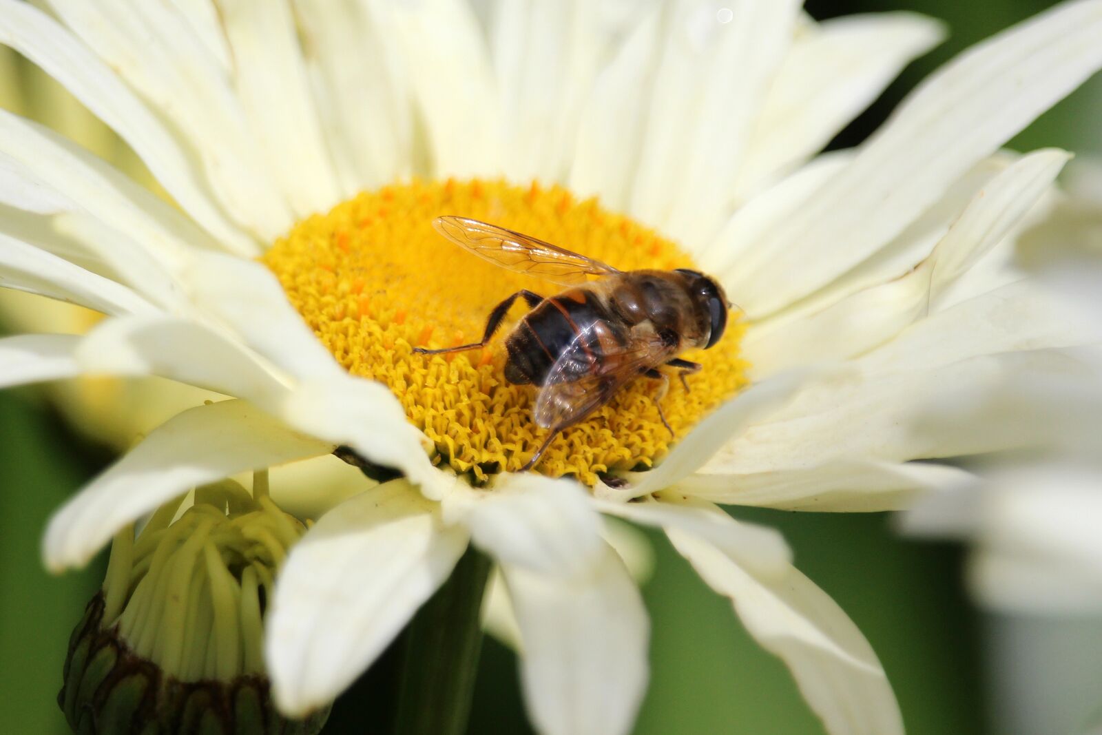 Canon EOS 700D (EOS Rebel T5i / EOS Kiss X7i) + Canon EF-S 55-250mm F4-5.6 IS STM sample photo. Insect, blossom, bloom photography