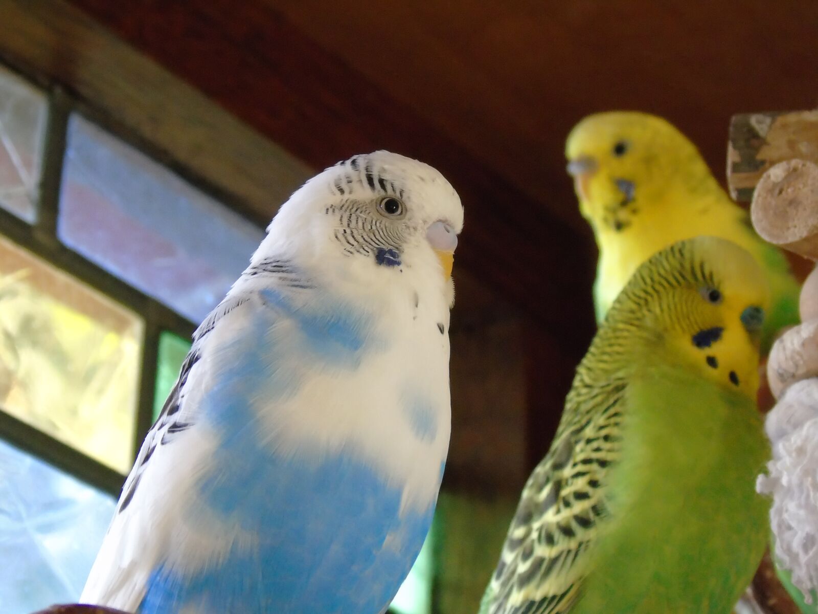 Sony Cyber-shot DSC-H400 sample photo. Budgie, parrot, bird photography