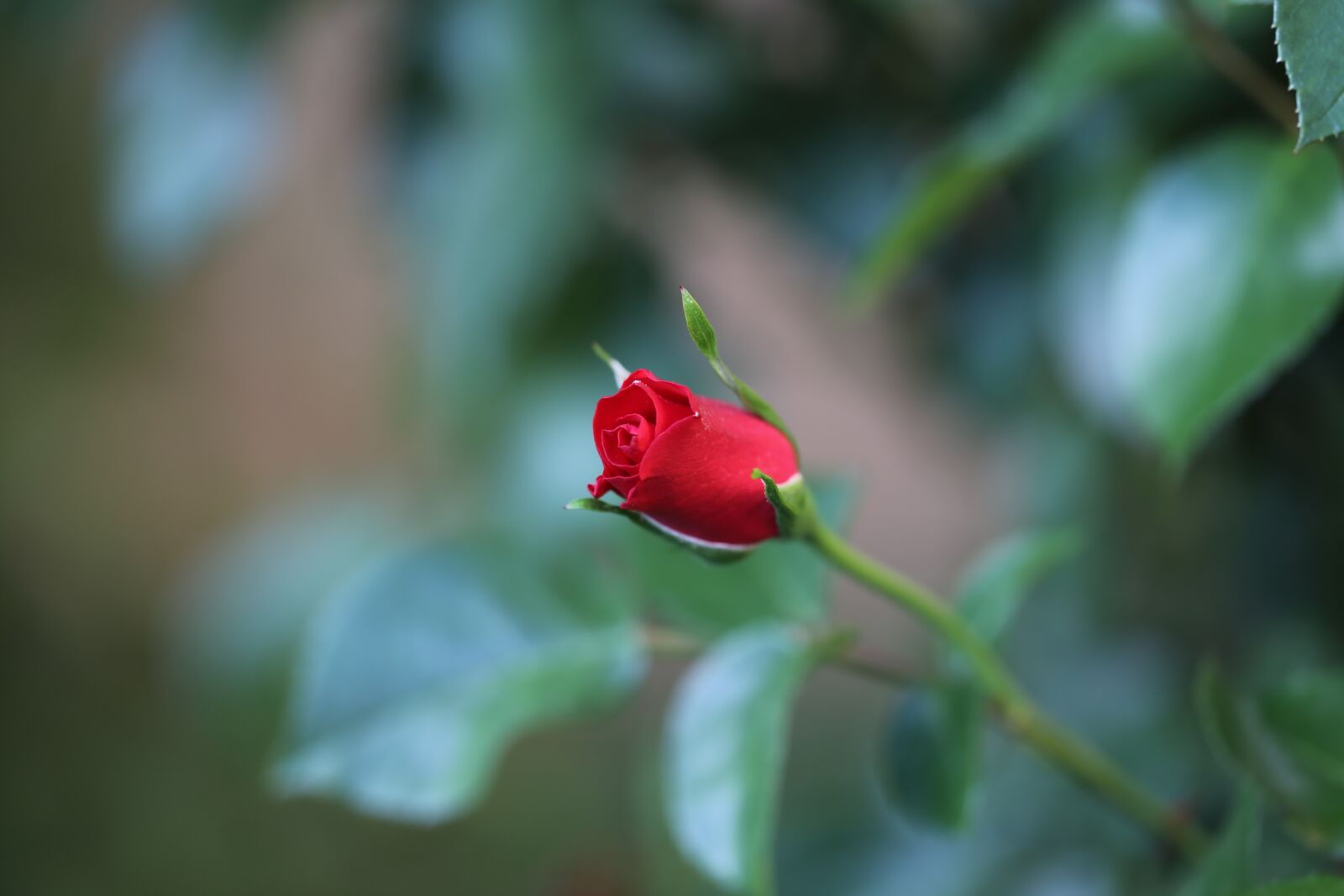 Canon EOS 6D sample photo. Rose, flower, flora photography