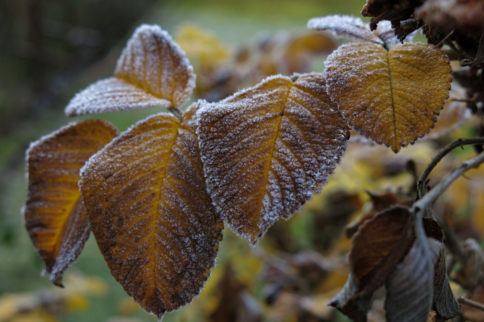 Canon PowerShot G15 sample photo. Leaves, frozen, rose petals photography