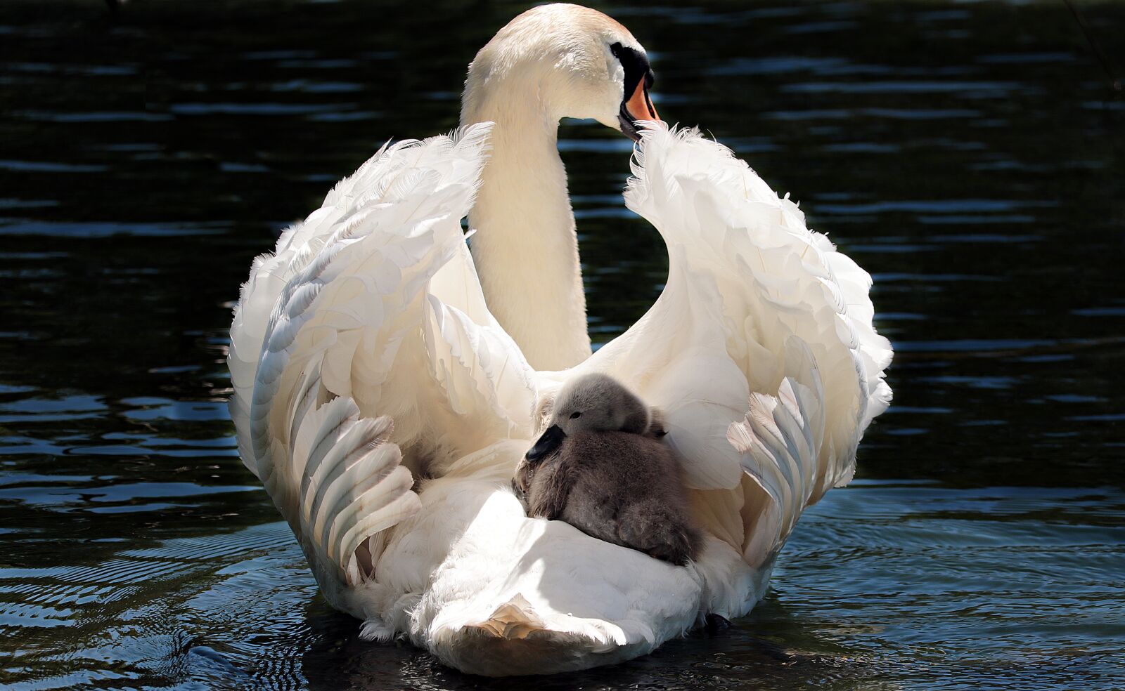 Canon EOS 80D sample photo. Swan, baby swan, white photography